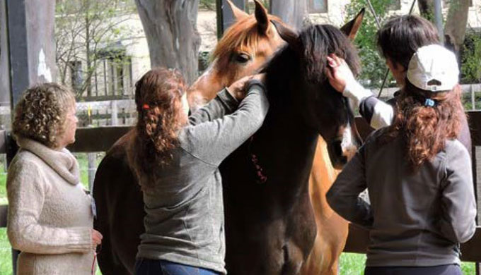 HorseSynergy for Families